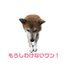 柴犬てぃらの日常会話（個別スタンプ：2）