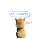 柴犬てぃらの日常会話（個別スタンプ：3）