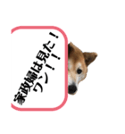 柴犬てぃらの日常会話（個別スタンプ：4）