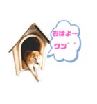 柴犬てぃらの日常会話（個別スタンプ：5）
