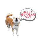 柴犬てぃらの日常会話（個別スタンプ：6）