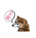 柴犬てぃらの日常会話（個別スタンプ：7）