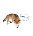 柴犬てぃらの日常会話（個別スタンプ：8）