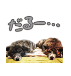 虎毛の秋田犬スタンプ（個別スタンプ：1）