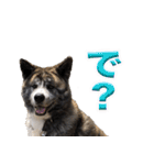 虎毛の秋田犬スタンプ（個別スタンプ：2）