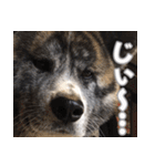 虎毛の秋田犬スタンプ（個別スタンプ：5）