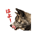 虎毛の秋田犬スタンプ（個別スタンプ：6）