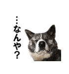 虎毛の秋田犬スタンプ（個別スタンプ：7）