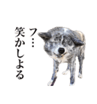 虎毛の秋田犬スタンプ（個別スタンプ：11）