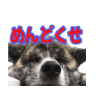 虎毛の秋田犬スタンプ（個別スタンプ：14）