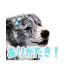 虎毛の秋田犬スタンプ（個別スタンプ：15）