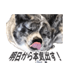 虎毛の秋田犬スタンプ（個別スタンプ：17）