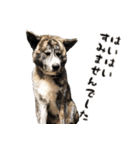 虎毛の秋田犬スタンプ（個別スタンプ：21）