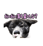虎毛の秋田犬スタンプ（個別スタンプ：23）