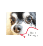 チョコまろVol.1（個別スタンプ：11）
