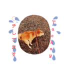 柴犬タッキー（個別スタンプ：2）