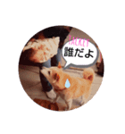 柴犬タッキー（個別スタンプ：3）