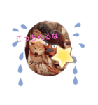柴犬タッキー（個別スタンプ：5）