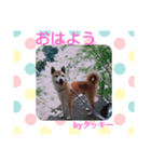 柴犬タッキー（個別スタンプ：6）