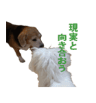 ビーグル犬シルクとマルチーズのユノ（個別スタンプ：14）