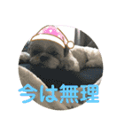 シーズーのキモチ〜日常〜（個別スタンプ：5）