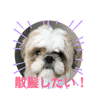 シーズーのキモチ〜日常〜（個別スタンプ：10）