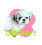 シーズーのキモチ〜日常〜（個別スタンプ：20）