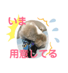 シーズーのキモチ〜日常〜（個別スタンプ：21）