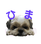 シーズーのキモチ〜日常〜（個別スタンプ：23）