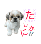 シーズーのキモチ〜日常〜（個別スタンプ：26）