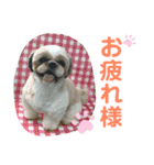 シーズーのキモチ〜日常〜（個別スタンプ：32）