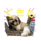 シーズーのキモチ〜日常〜（個別スタンプ：33）