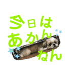 シーズーのキモチ〜日常〜（個別スタンプ：35）