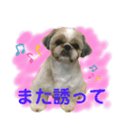 シーズーのキモチ〜日常〜（個別スタンプ：37）