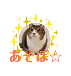 きまぐれしゃちょさん☆（個別スタンプ：2）