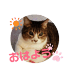 きまぐれしゃちょさん☆（個別スタンプ：11）