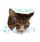 きまぐれしゃちょさん☆（個別スタンプ：17）