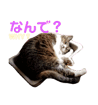 きまぐれしゃちょさん☆（個別スタンプ：22）