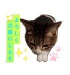きまぐれしゃちょさん☆（個別スタンプ：28）