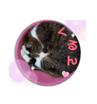 きまぐれしゃちょさん☆（個別スタンプ：33）