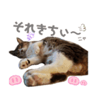 きまぐれしゃちょさん☆（個別スタンプ：34）