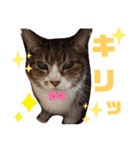 きまぐれしゃちょさん☆（個別スタンプ：38）