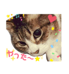 きまぐれしゃちょさん☆（個別スタンプ：40）