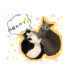 ニャンズ①（個別スタンプ：6）