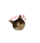 うちの子スタンプ-roi-（個別スタンプ：7）