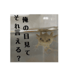 とめねこさん（個別スタンプ：2）