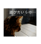 とめねこさん（個別スタンプ：4）