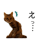とめねこさん（個別スタンプ：5）