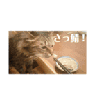 とめねこさん（個別スタンプ：9）