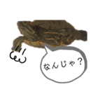 とめねこさん（個別スタンプ：14）